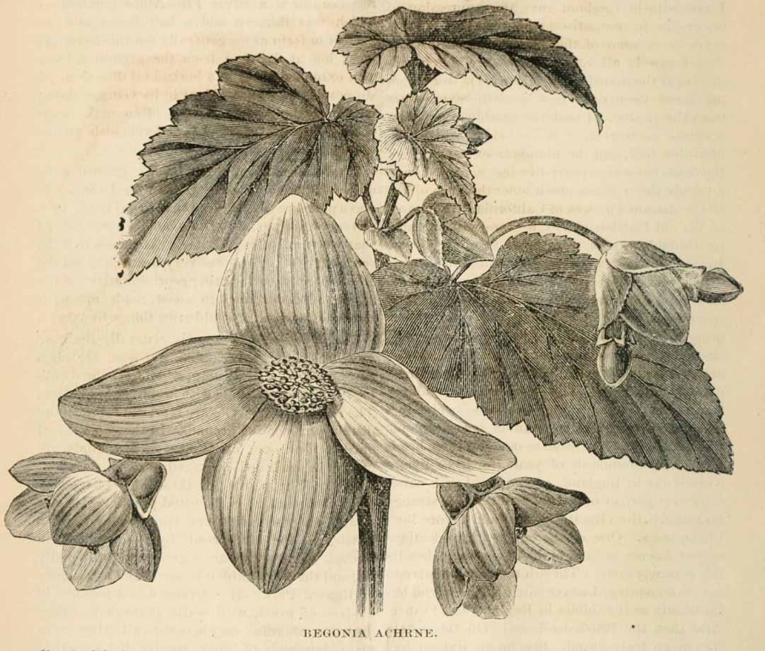 B. ‘Achrne’